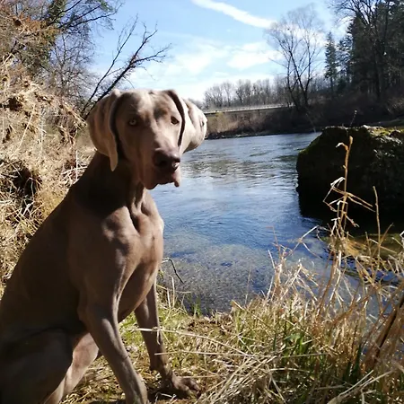 Haus Ybbstalblick 公寓 Grossing (Liezen)