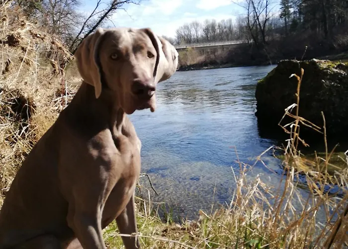 Haus Ybbstalblick 公寓 Grossing (Liezen)